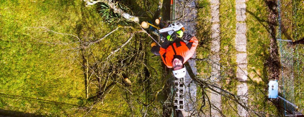 potature in tree climbing